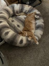 Lost Male Cat last seen Near Locust Hill Road, Travelers Rest, SC 29690