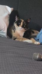 Reunited Female Cat last seen 15th and Gaffey, Los Angeles, CA 90731