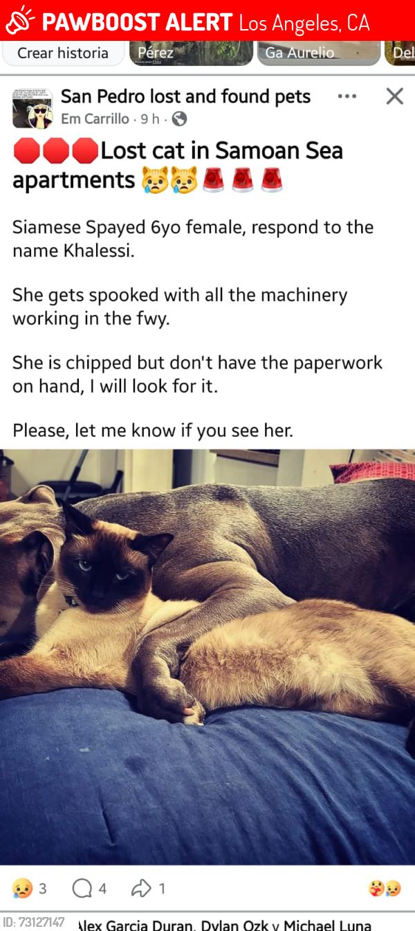 Lost Female Cat last seen Samoan Sea Complex, near Waterfront San Pedro, Los Angeles, CA 90731