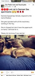 Lost Female Cat last seen Samoan Sea Complex, near Waterfront San Pedro, Los Angeles, CA 90731