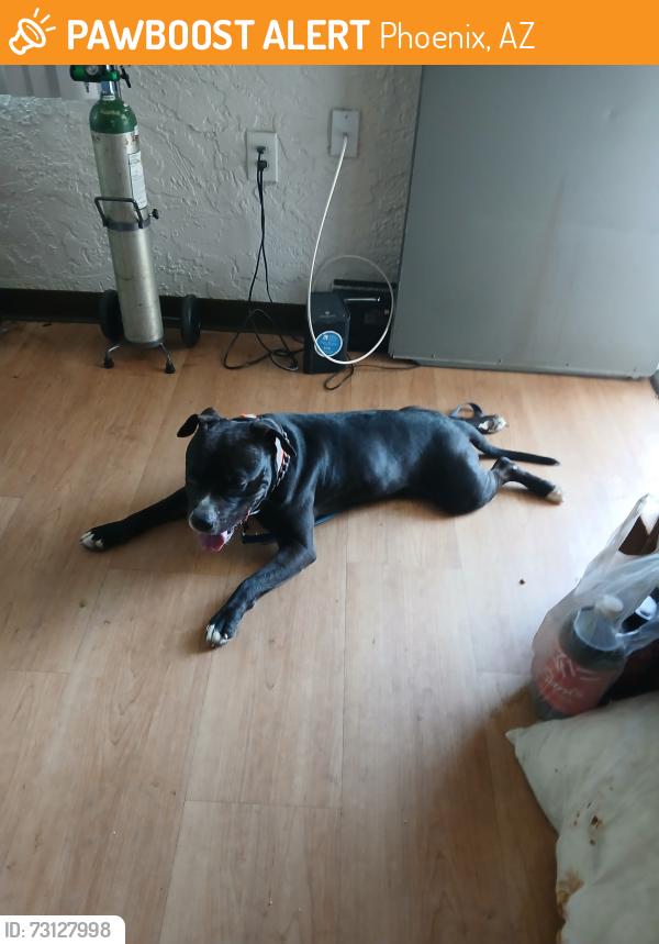 Found/Stray Male Dog last seen 51st Ave and Maryvale Pkwy, Phoenix, AZ 85031
