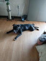 Found/Stray Male Dog last seen 51st Ave and Maryvale Pkwy, Phoenix, AZ 85031