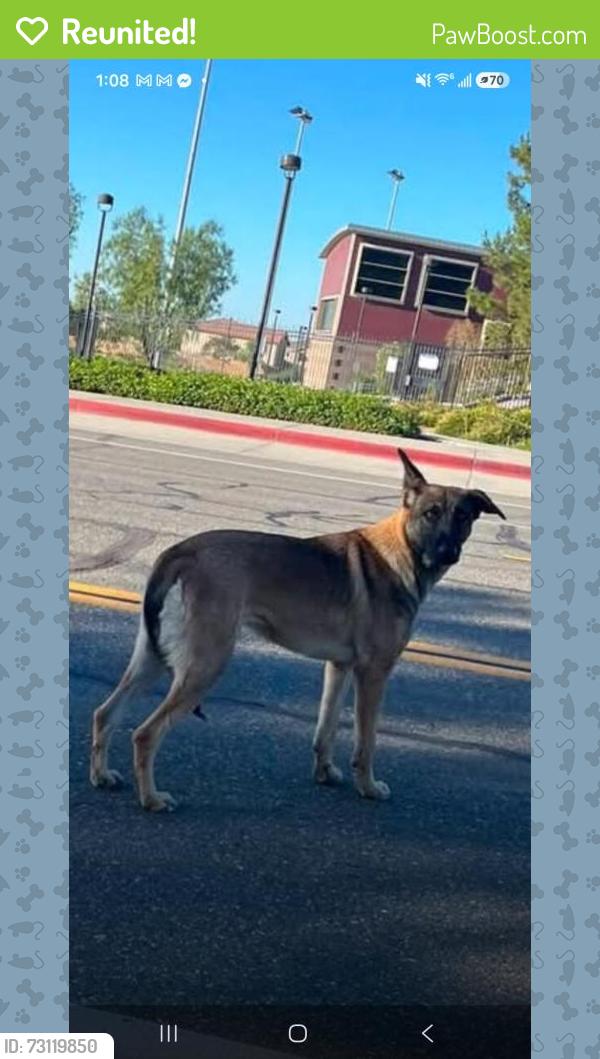 Reunited Unknown Dog last seen Sycamore creek loop and clove way, San Bernardino, CA 92407