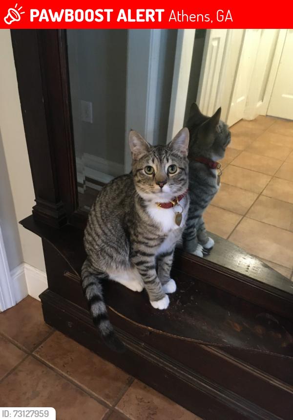 Lost Female Cat last seen Ashbrook Drive, Athens, GA 30605