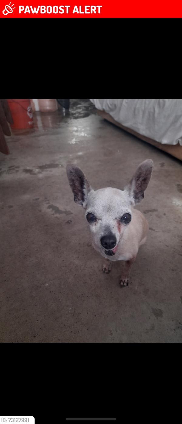 Lost Female Dog last seen Zapopan jalisco, Atemajac de Brizuela, Jal. 