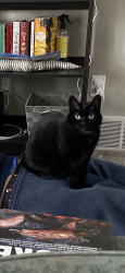 Lost Female Cat last seen Glendale Avenue, Green Bay, WI 54313