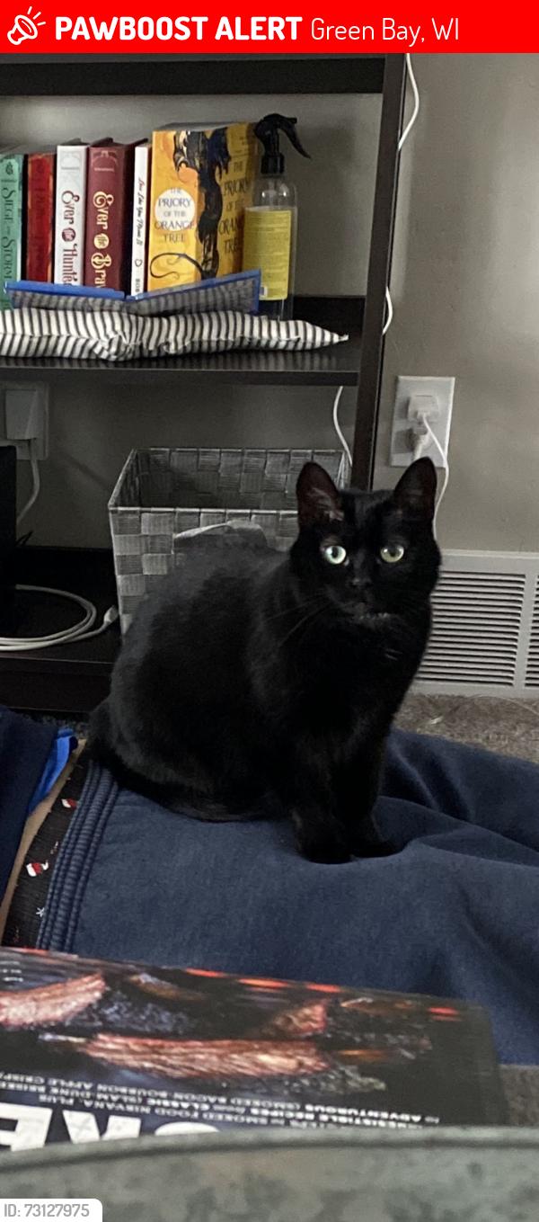 Lost Female Cat last seen Glendale Avenue, Green Bay, WI 54313