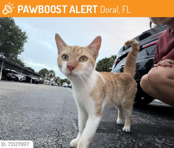 Found/Stray Unknown Cat last seen Valencia at Doral, Doral, FL 33178