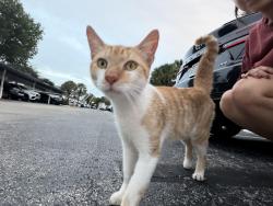 Found/Stray Unknown Cat last seen Valencia at Doral, Doral, FL 33178