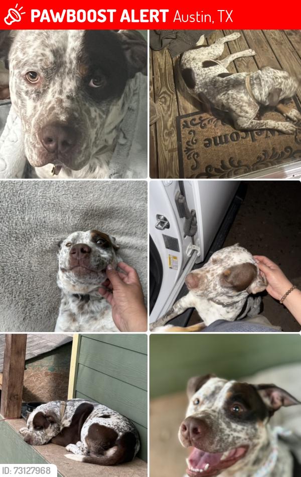 Lost Male Dog last seen Near FM and Decker Lane, Austin, TX 78724