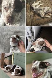 Lost Male Dog last seen Near FM and Decker Lane, Austin, TX 78724