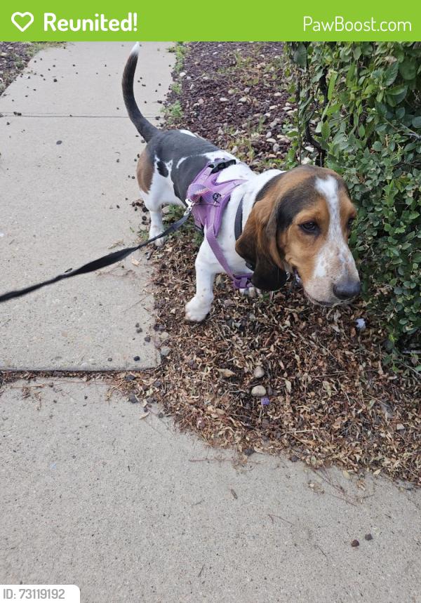 Reunited Male Dog last seen Corona St and 91st Ave, Thornton, CO 80229