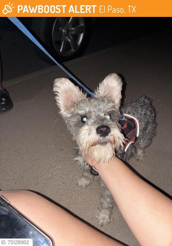 Found/Stray Female Dog last seen Aspen road, El Paso, TX 79915