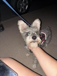 Found/Stray Female Dog last seen Aspen road, El Paso, TX 79915