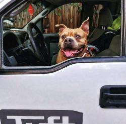 Lost Female Dog last seen Julian and ellsworth, Denver, CO 80219