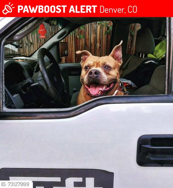 Lost Female Dog last seen Julian and ellsworth, Denver, CO 80219