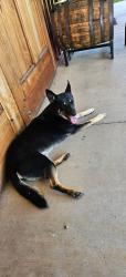 Found/Stray Male Dog last seen Blue Ridge Distillery, Bostic, NC 28018