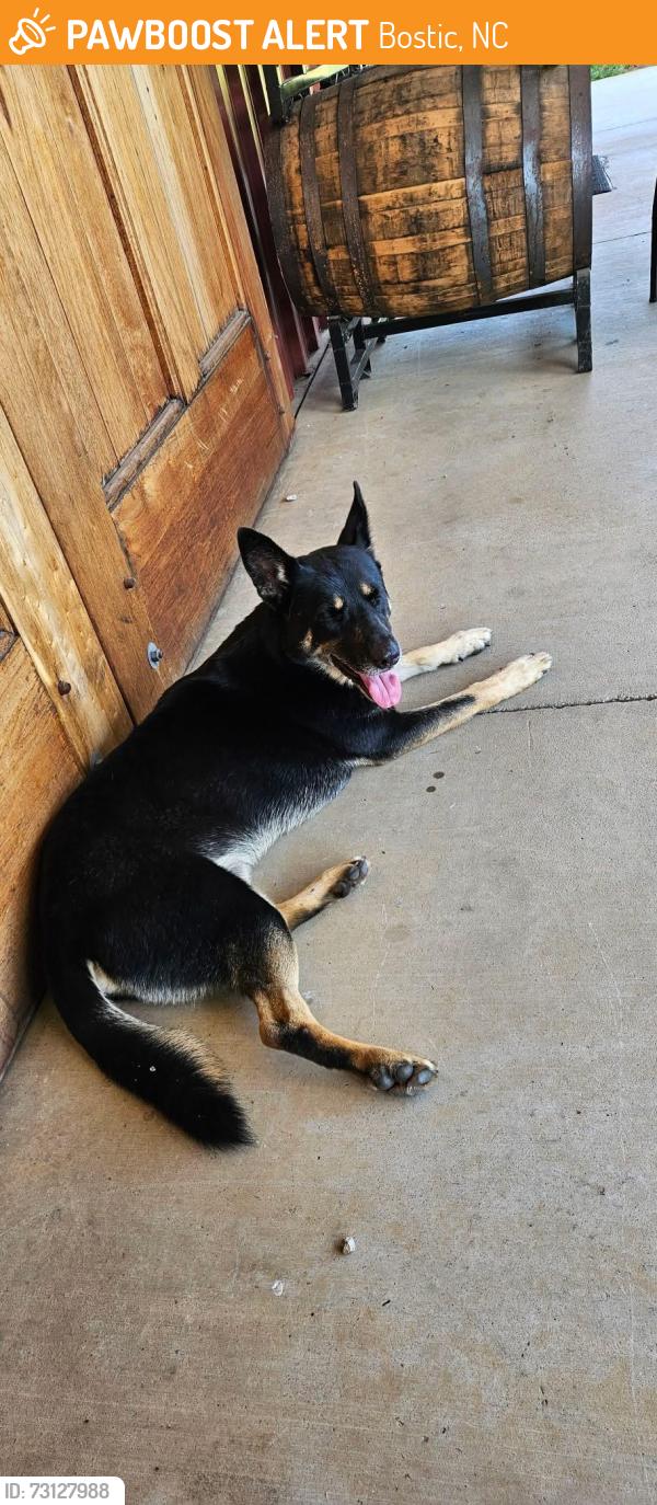 Found/Stray Male Dog last seen Blue Ridge Distillery, Bostic, NC 28018