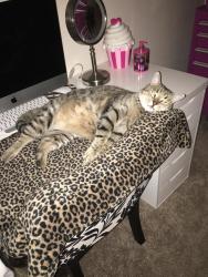 Lost Male Cat last seen Puls Street, Oceanside, CA 92058
