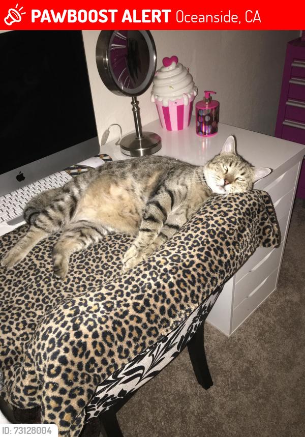 Lost Male Cat last seen Puls Street, Oceanside, CA 92058