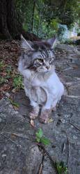 Found/Stray Male Cat last seen Cornelius and Sauter Rd, Birmingham, AL 35230