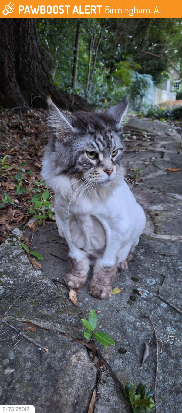 Found/Stray Male Cat last seen Cornelius and Sauter Rd, Birmingham, AL 35230