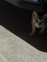 Reunited Female Cat last seen Near 18th St S Arlington, VA 22202 United States, Arlington, VA 22202