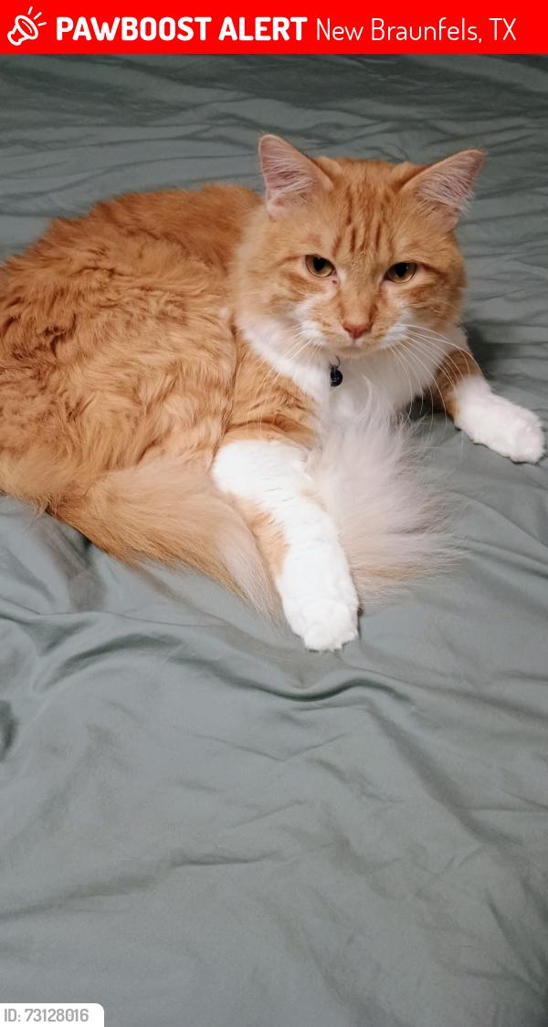 Lost Male Cat last seen Water St, New Braunfels, TX 78130