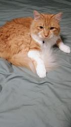 Lost Male Cat last seen Water St, New Braunfels, TX 78130