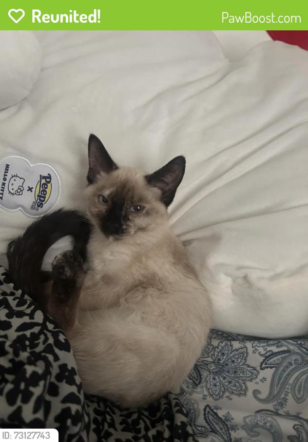 Reunited Female Cat last seen Street I, Greeley, CO 80634