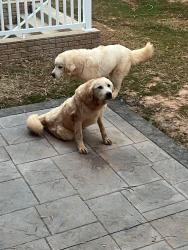 Lost Male Dog last seen Garrisonville Road Stafford VA, Garrisonville Rd, VA 22556