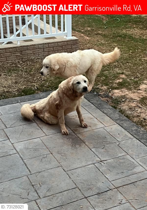Lost Male Dog last seen Garrisonville Road Stafford VA, Garrisonville Rd, VA 22556