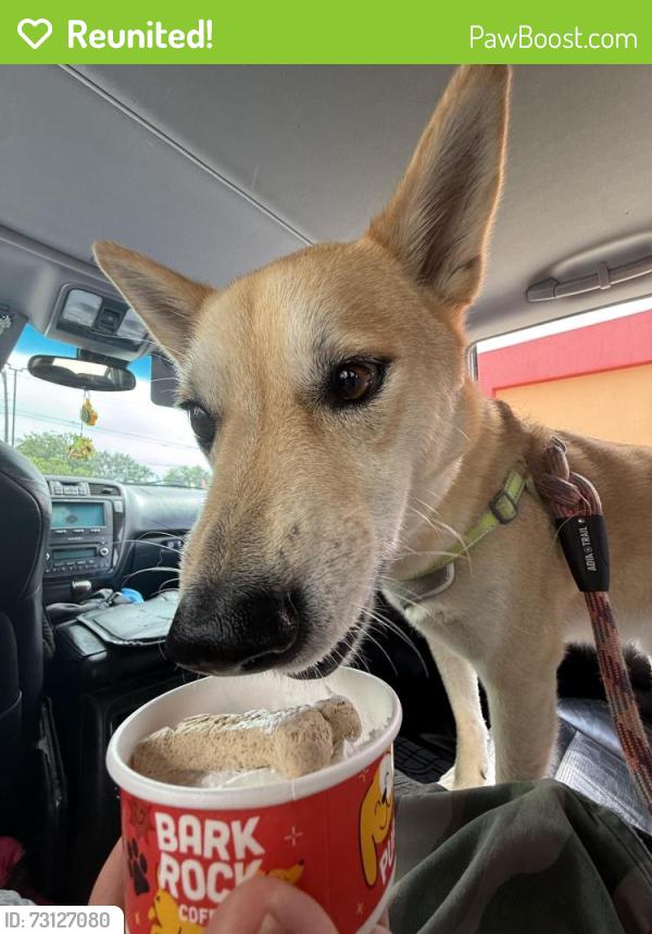 Reunited Male Dog last seen northwest crossing Elementary, San Antonio, TX 78250