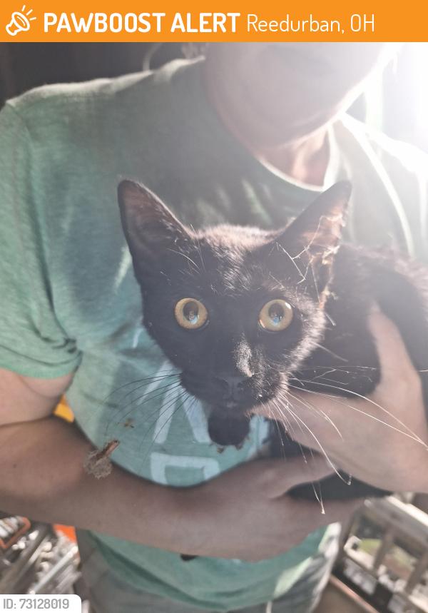 Found/Stray Unknown Cat last seen Western, Reedurban, OH 44710