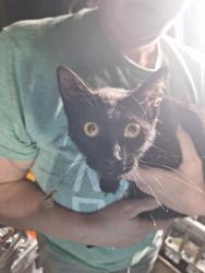 Found/Stray Unknown Cat last seen Western, Reedurban, OH 44710