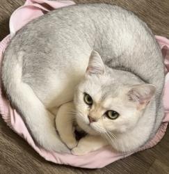 Reunited Female Cat last seen Maplewood Park apmts, Renton, WA 98058