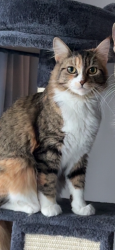 Reunited Female Cat last seen The corner of E Keith and Lonsdale across the street from Victoria Park., North Vancouver, BC V7L 1T9