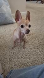 Reunited Unknown Dog last seen Folks Ranch Elementary, Elk Grove, CA 95758