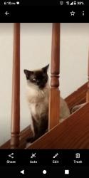 Reunited Female Cat last seen Panorama Lp. And Linda View Pl. 87123, Albuquerque, NM 87123
