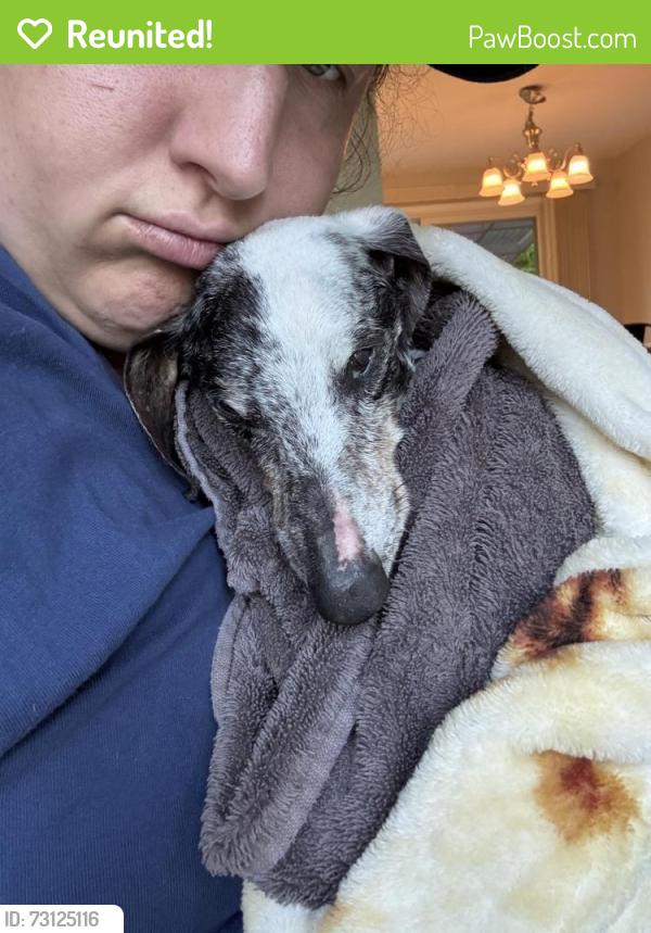 Reunited Male Dog last seen Perkins Hill, Shoreline, WA 98155