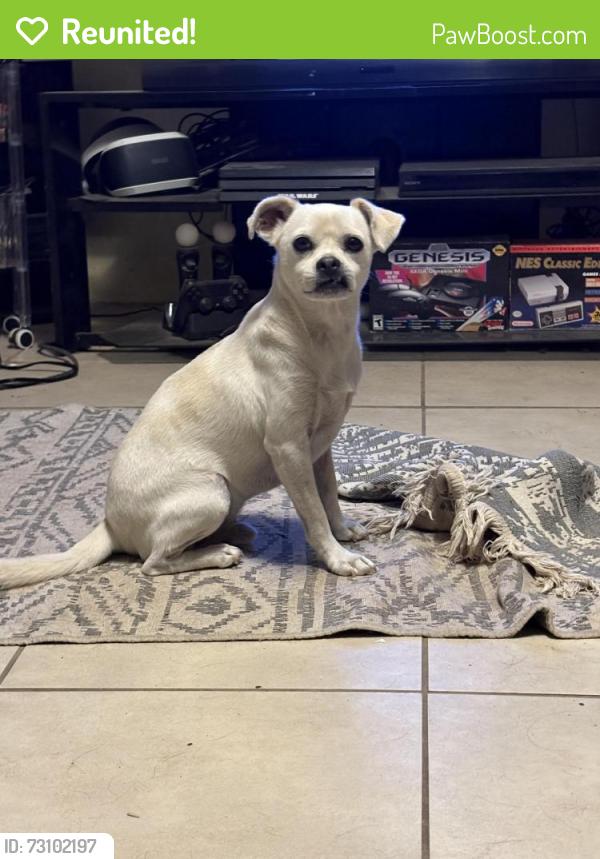 Reunited Male Dog last seen Solano and North Mesquite, Las Cruces, NM 88001