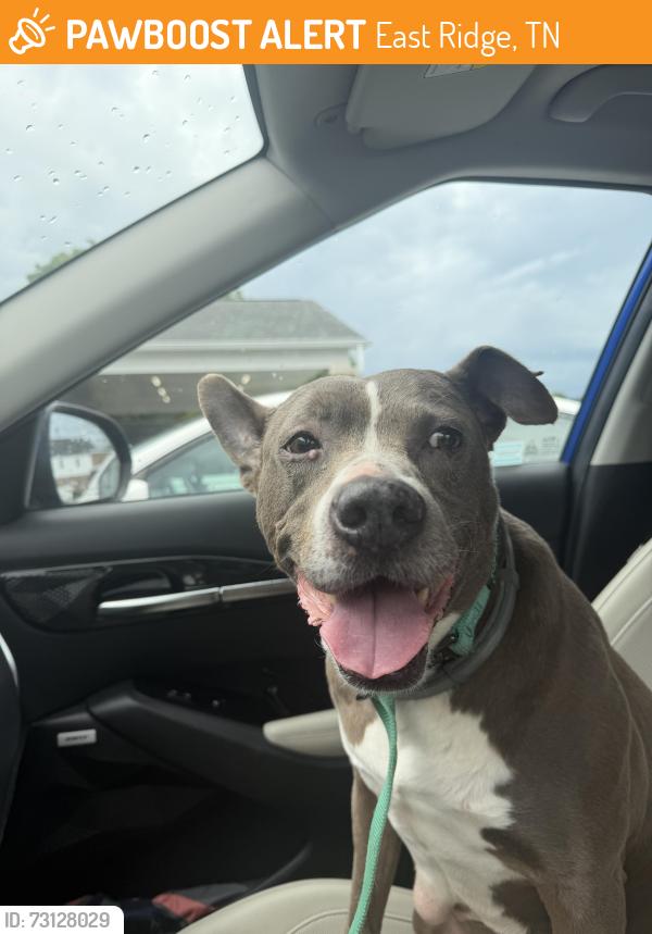 Found/Stray Male Dog last seen Behind east ridge hs baseball fields, East Ridge, TN 37412