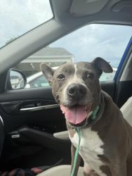 Found/Stray Male Dog last seen Behind east ridge hs baseball fields, East Ridge, TN 37412