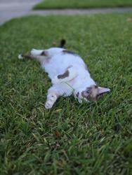 Found/Stray Male Cat last seen Carefree drive. Water tower., League City, TX 77573