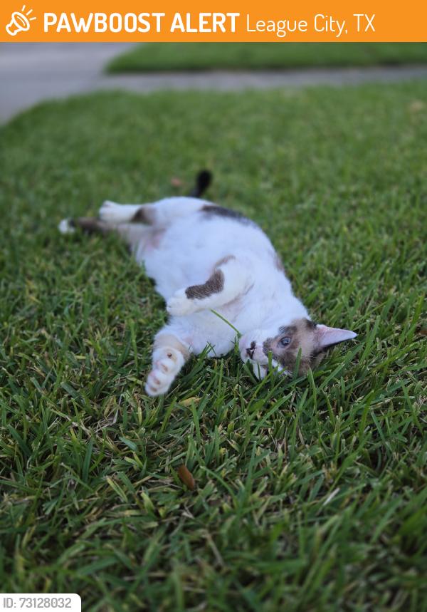 Found/Stray Male Cat last seen Carefree drive. Water tower., League City, TX 77573