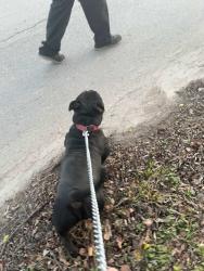 Reunited Male Dog last seen Near north Robinson street, Cleburne, TX 76031