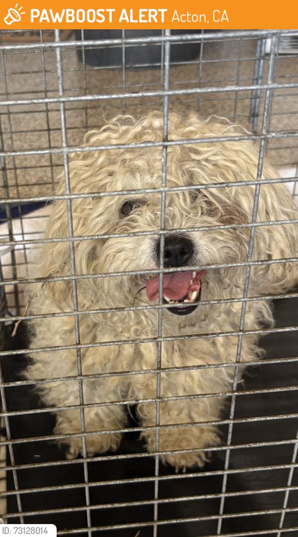 Found/Stray Male Dog last seen Carson Mesa between El Dorado and Bloom Ranch, Acton, CA 93550