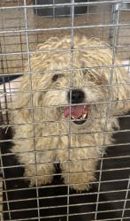 Found/Stray Male Dog last seen Carson Mesa between El Dorado and Bloom Ranch, Acton, CA 93550