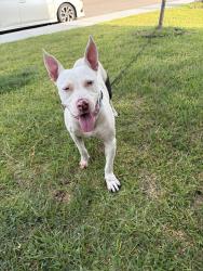 Found/Stray Male Dog last seen London Public School, Corpus Christi, TX 78415