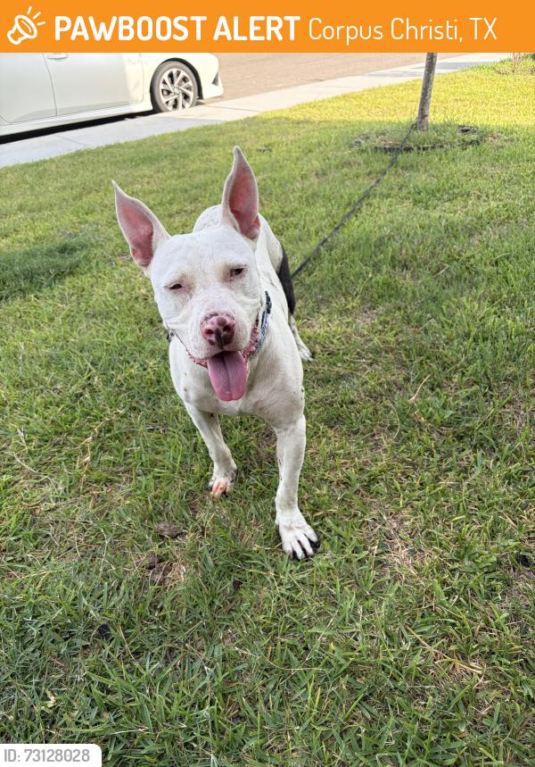 Found/Stray Male Dog last seen London Public School, Corpus Christi, TX 78415